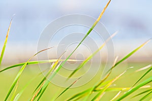 Tall grasses in the wind background - with grasses in foreground and beautiful blurry green and blue in background - taken in Minn