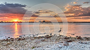 Tall Great blue heron Ardea herodias stands in front of a sunset