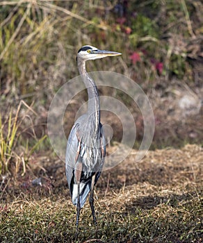 Tall Great Blue Heron long legged wading bird, Georgia USA