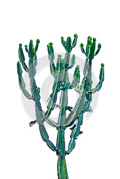 Tall green cactus isolated on white background.