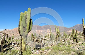 Tall green cactus valley in South America