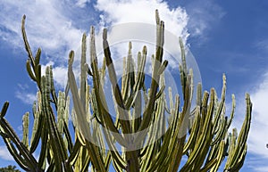 Tall green candelabra cactus i n Auckland Botanical Gardens photo