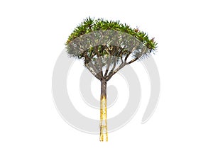Tall green Dragon tree isolated on white background.