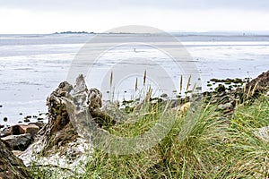 Tall green grass and beached tree roots on the Northwest Pacific coast