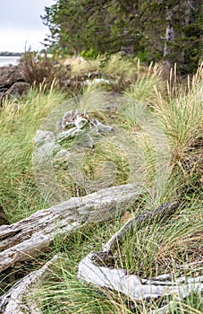 Tall green grass and beached tree trunks on the Northwest Pacific coast