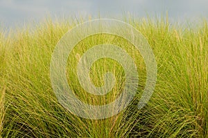 Tall green grass field