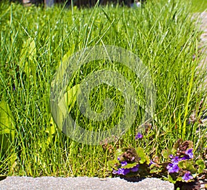 Tall green grass in garden