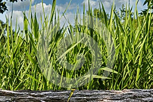 Tall, green grass grew behind an old fence