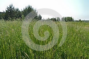 Tall green grass in the meadow against the backdrop of trees and sky at sunrise. Summer meadow landscape on a sunny day. Eco-