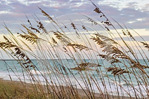 Tall Green Grass on the Ocean Dunes