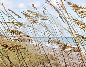 Tall Green Grass on the Ocean Dunes