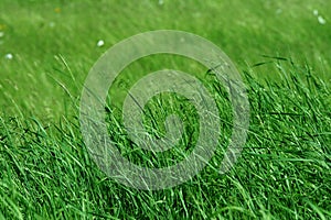Tall green grass in pasture
