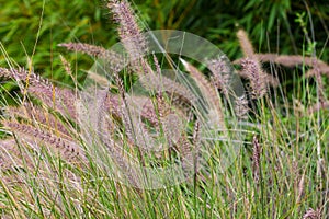 Tall green grass with seed pods
