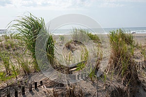 Tall green grass and weeds on a sand dune with beach and ocean in the background on an overcast day