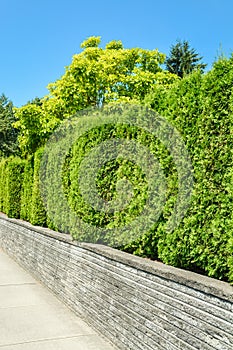 Tall green hedge on concrete terrace with blue sky background