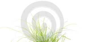 Tall green leaves of grass photo