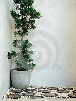 Tall green leaves in round cement pot decoration on empty concrete wall background with copy space.