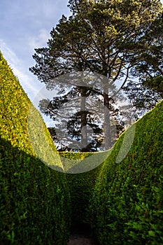 Tall green maze and even taller trees. photo