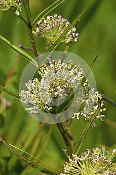 Tall Green Milkweed  806009