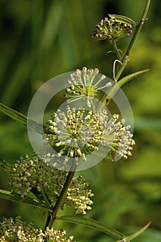 Tall Green Milkweed  806012