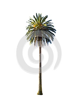 The Tall green palm tree isolated on white background.