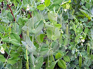 Tall green peas with pods growing on a garden bed in organic vegetable garden