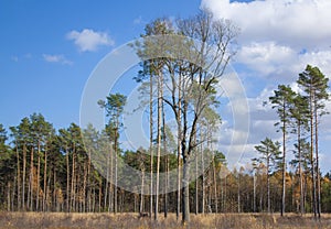 Tall, green pines under a clear blue sky in a forest clearing. Autumn landscape of coniferous forest