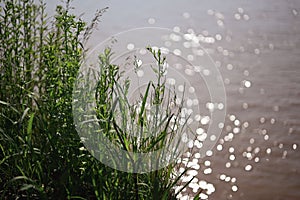 tall green plants growing near the water's edge with sparkling sunlight