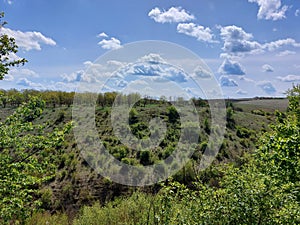 Tall green poplars against a blue sky. A small forest with large trees