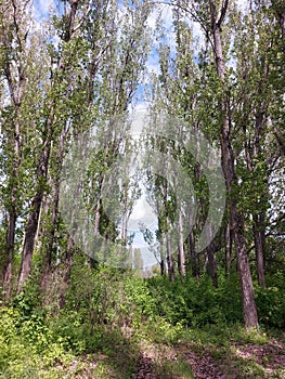 Tall green poplars against a blue sky. A small forest with large trees