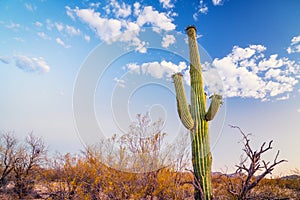 Tall green saguaro cactus in Arizona desert near Tucson with puffy white clouds