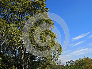 TALL GREEN TREE AGAINST BLUE SKY WITH SCANT WHITE CLOUD