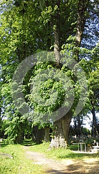 Tall green tree in cemetery