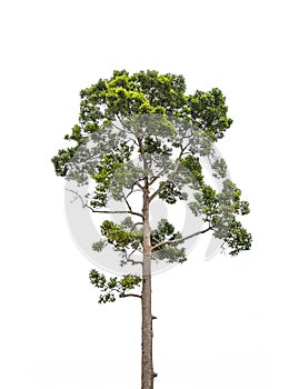 Tall green tree isolated on white background