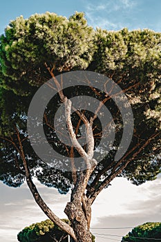 Tall green tree with  thick trunk against  blue sky