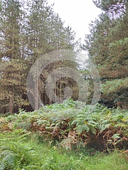 Tall green trees and ferns forest