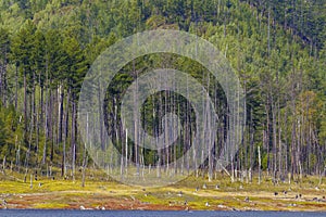 Tall green trees grow next to the lake on a steep hillside