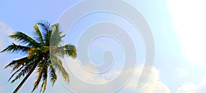 a tall growing coconut tree against a blue sky background