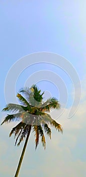a tall growing coconut tree against a blue sky background