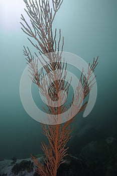 A tall growing Palmate sea fan