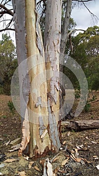 Tall Gum Tree shedding bark