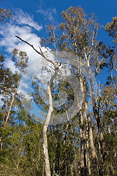 Tall gum trees in the hinterlands of Queensland Australia