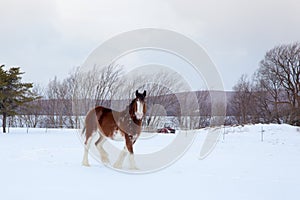 Tall handsome chestnut Clydesdale horse with sabino markings seen mid-step walking in a snowy field