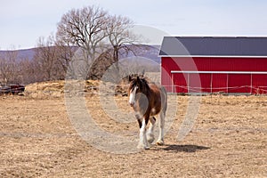 Tall handsome chestnut Clydesdale horse with sabino markings walking in dry field during a sunny spring afternoon