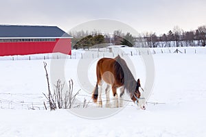 Tall handsome chestnut Clydesdale horse seen licking fresh snow over a low wire fence during an early windy morning