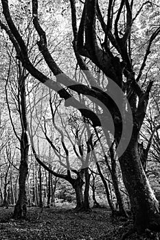 Tall , haunting trees shapes in a forest