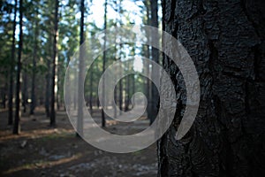 Tall  healthy and lined up trees of Tokai Forest