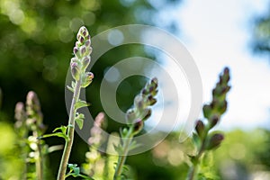 Tall healthy snapdragons with flower buds, ready to bloom. Antirrhinum dragon flower. Ornamental garden.