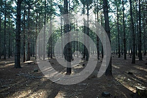 Tall and Healthy trees of Tokai Forest