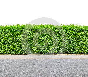 Tall hedge with gravel road isolated on white